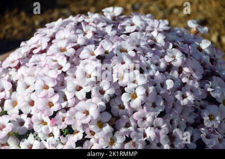 Piccolo White Saxifraga (Swing Group) 'Mary Golds' Fiori coltivati nella Casa Alpina a RHS Garden Harlow Carr, Harrogate, Yorkshire, Inghilterra, Regno Unito. Foto Stock