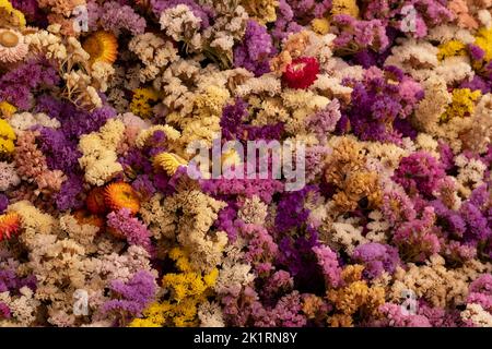 Massa di fiori secchi colorati, fotografati con un obiettivo macro al RHS Wisley Garden, Surrey UK. Foto Stock