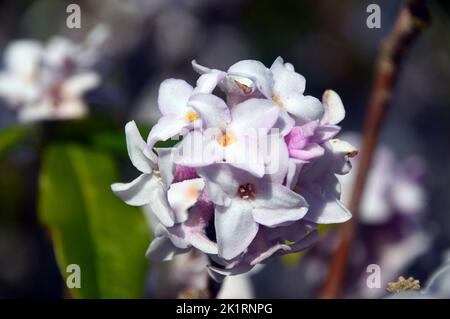 I fiori di Daphne Bholua 'Jacqueline Postill' di colore rosa chiaro/bianco coltivati a RHS Garden Harlow Carr, Harrogate, Yorkshire, Inghilterra, Regno Unito. Foto Stock