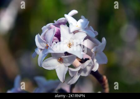 I fiori di Daphne Bholua 'Jacqueline Postill' di colore rosa chiaro/bianco coltivati a RHS Garden Harlow Carr, Harrogate, Yorkshire, Inghilterra, Regno Unito. Foto Stock