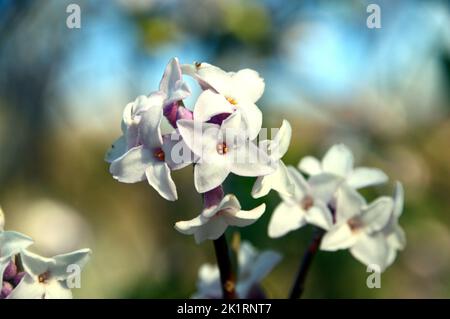 I fiori di Daphne Bholua 'Jacqueline Postill' di colore rosa chiaro/bianco coltivati a RHS Garden Harlow Carr, Harrogate, Yorkshire, Inghilterra, Regno Unito. Foto Stock