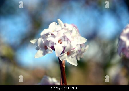 I fiori di Daphne Bholua 'Jacqueline Postill' di colore rosa chiaro/bianco coltivati a RHS Garden Harlow Carr, Harrogate, Yorkshire, Inghilterra, Regno Unito. Foto Stock