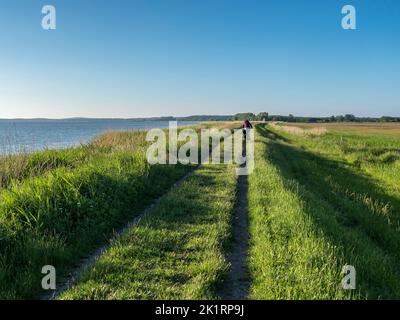 Cintura di canna lungo l'Achterwasser vicino Stagniess, ciclista su pista di ghiaia, isola di Usedom, Mar Baltico, Germania Foto Stock