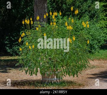 Di colore giallo brillante fiori di popcorn senna chiamato anche Senna didymobotrya trovati in Sri Lanka e India. Foto Stock