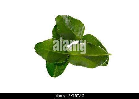 Bergamotto kaffir foglie di lime erbe trattamento fresco, isolato su fondo bianco, piatto Foto Stock