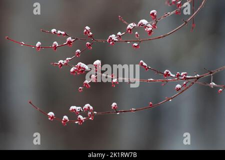 L'acero fiorisce e la neve in primavera Foto Stock