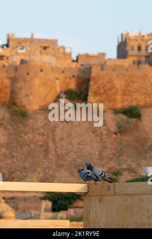 Due piccioni con Jaisalmer Fort o Sonar Quila o Golden Fort sullo sfondo. Un forte vivente - fatto di arenaria gialla. Sito patrimonio dell'umanità dell'UNESCO Foto Stock