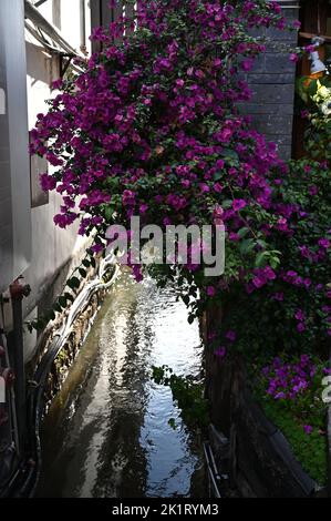 Esplorando l'antica città della città di Lijiang, provincia dello Yunnan, Cina Foto Stock