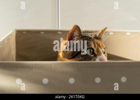 Primo piano di gatto curioso è salito in scatola di stoccaggio, guarda fuori a giocare a caccia di un giocattolo. Amanti degli animali domestici Foto Stock