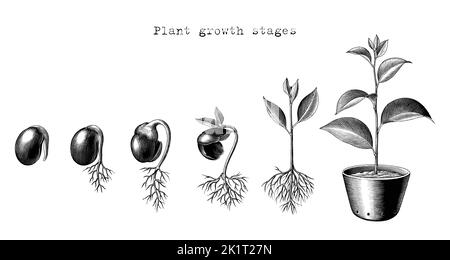 Fasi di crescita della pianta disegno a mano stile di incisione Illustrazione Vettoriale