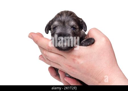Un cucciolo di Schnauzer, piccolo e cieco, dorme tra le braccia del suo proprietario. Il cucciolo è in esame da un veterinario. Prendersi cura di un animale domestico Foto Stock