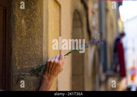 La mano dell'anziano tiene il germoglio della lavanda inglese (lavandula angustifolia). Sant Miquel dels Sants. La più grande festa del VIC (Festa Major de Vic. Foto Stock