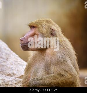 Scimmia in profilo baboon posando accanto ad alcune rocce. Foto Stock