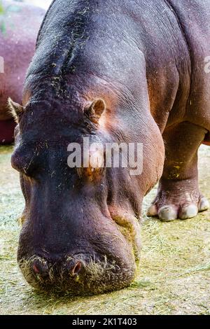 ipopotamo mangiare l'erba tranquillamente fuori dall'acqua in una macchina fotografica primo piano. Foto Stock