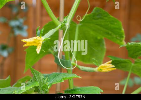 Primo piano del cetriolo del bambino che cresce organicamente. Varietà di cetrioli Delistar F1 Foto Stock