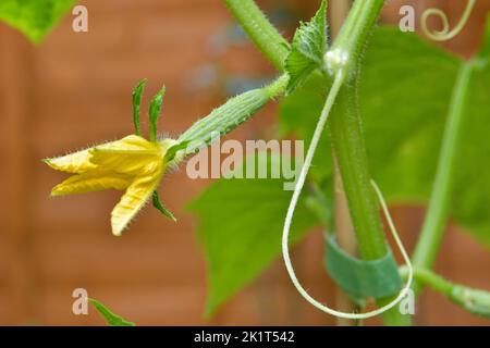 Primo piano del cetriolo del bambino che cresce organicamente. Varietà di cetrioli Delistar F1 Foto Stock