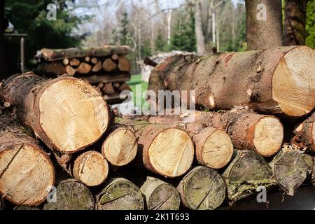 Un mucchio di grandi tronchi tagliati nella foresta Foto Stock