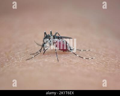 zanzara tigre asiatica succhia sangue sulla pelle umana Foto Stock