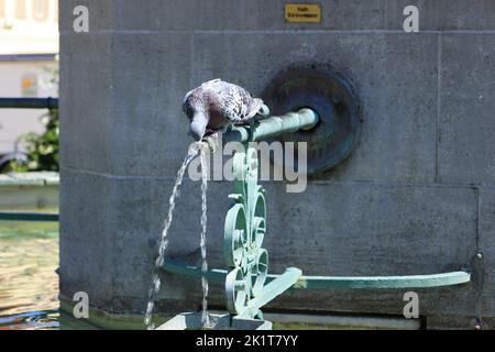 Pigeon siede sulla fontana del mercato a Ludwigsburg e beve acqua Foto Stock