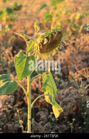 un unico piccolo girasole lascia che la fioritura penda al sole della sera Foto Stock