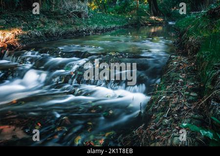 Un ruscello d'anatra in Orowo di Gdynia Foto Stock