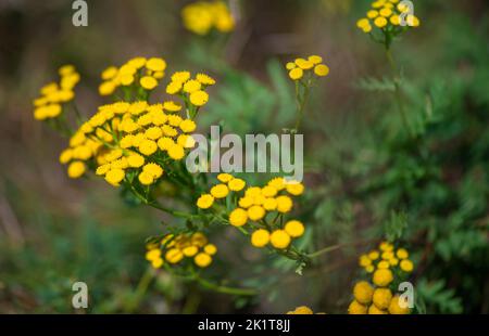 Fiori di tansy giallo vulgare di Tanacetum, tansy comune, bottone amaro, mucca amaro, o bottoni d'oro. Foto Stock