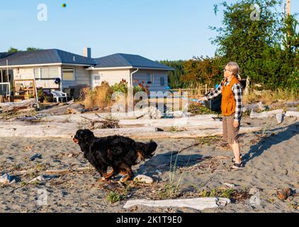 Donna sulla spiaggia che lancia palla per Bernese Mountain Dog; Whidbey Island; Washington; USA Foto Stock