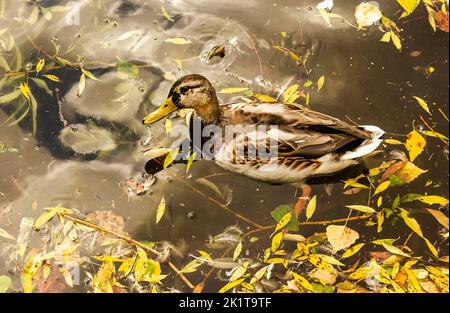 Mallard anatra in acqua in un laghetto scuro con foglie galleggianti autunno, vista dall'alto. Bella natura autunnale. Autunno-ottobre stagione animale, paesaggio backg Foto Stock