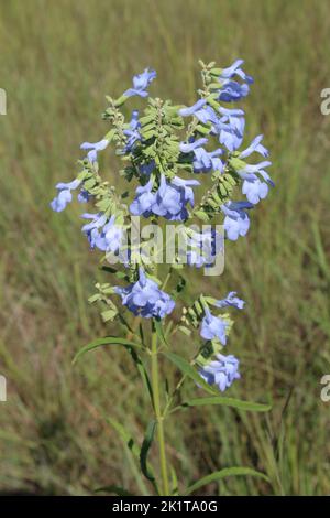 Grandi gruppi di fiori selvatici di salvia blu selvaggio a Morton Grove, Illinois Foto Stock