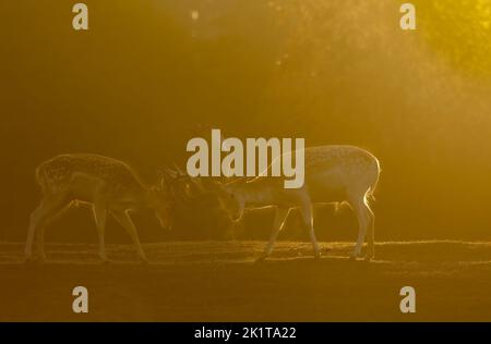 Due tori combattenti daini europei (Dama dama) nei primi raggi del sole nascente.Polonia in autunno.vista orizzontale. Foto Stock