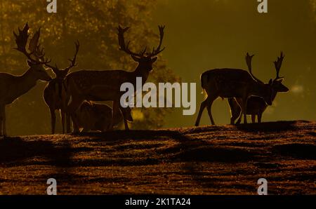 Mandria di daini europei (Dama dama) nel pascolo all'alba, subito dopo sunrise.Photo contro la light.beautiful romantic image.Poland in autunno Foto Stock