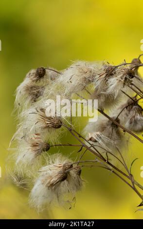 Soffiare i cardi in un prato boschivo su sfondo giallo, una soleggiata mattina di settembre, Polonia in autunno.Chiudi, vista orizzontale. Foto Stock