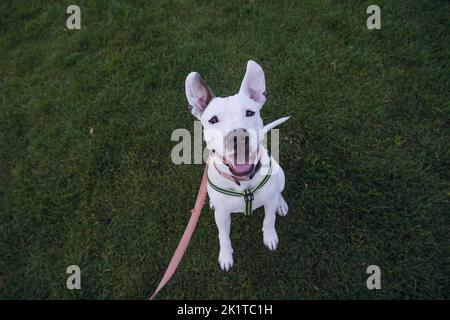 Ritratto di un terrier bianco dello staffordshire su erba verde. Amstaff cucciolo siede all'aperto e guarda la macchina fotografica Foto Stock