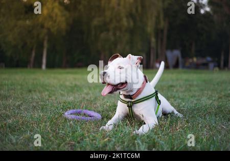 Ritratto di un giocoso cucciolo di terrier bianco dello staffordshire in un parco pubblico all'aperto. Il giovane cane del toro del pozzo si posa sull'erba che guarda via Foto Stock