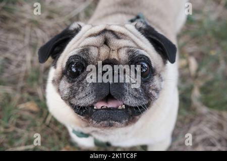Primo piano di un senile pug guardando la fotocamera. Ritratto emotivo vecchio cane, concetto di invecchiamento animali domestici Foto Stock