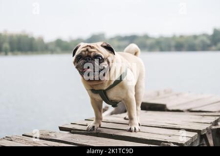 Buffo piccolo pug in piedi presso l'acqua. Ritratto di cane pedigree nella scena naturale all'aperto Foto Stock