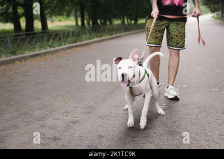 Camminare con un cane attivo sul guinzaglio. L'uomo cammina il suo felice cucciolo di staffordshire terrier all'aperto Foto Stock