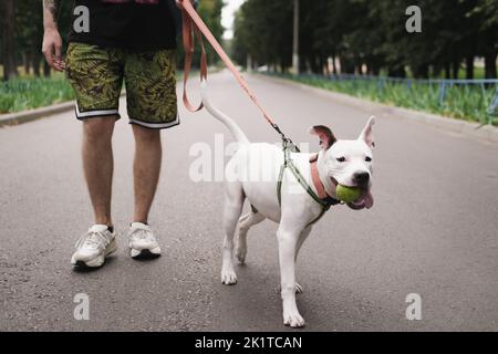 Camminando con un giovane e felice cane del corriere dello staffordshire. L'uomo cammina un cane con una palla in bocca sul guinzaglio Foto Stock