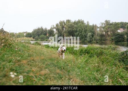 Cane giovane felice e sano con una palla in bocca all'aperto. Carino staffordshire terrier cucciolo giocare con la palla in natura Foto Stock