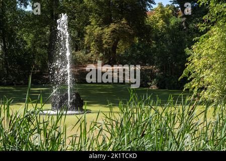 Fontana decorativa situata nel mezzo di uno stagno cresciuto di anatre nel parco cittadino di Dresda. Foto Stock