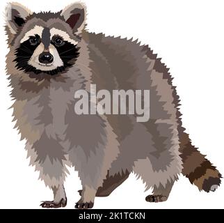 Rappresentazione realistica del vettore raccoon isolato su sfondo bianco. Illustrazione Vettoriale