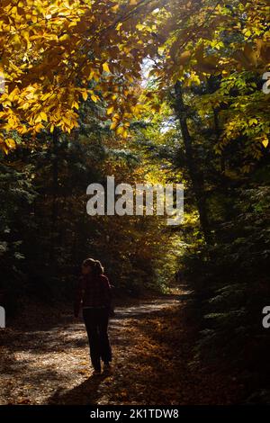 Una ragazza si ferma su un sentiero boscoso in autunno, godendosi la pace e la tranquillità; le foglie di tangerino ondano in alto. Foto Stock