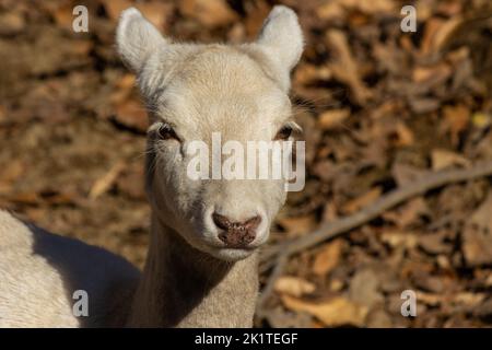 Un daino color crema si trova in un paesaggio autunnale. Ritratto di cervi curiosi tra le foglie morte. Foto Stock