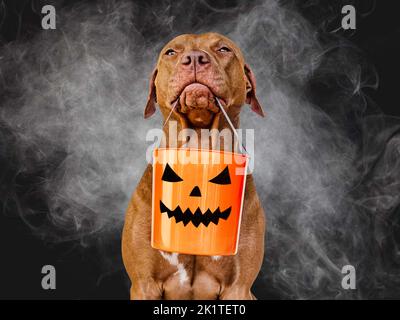 Halloween felice. Amabile, cucciolo bruno grazioso. Primo piano Foto Stock