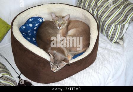Carini gatti tonkinesi nel loro letto a casa. Foto Stock