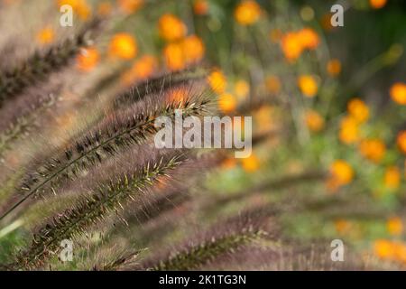 Erba ornamentale fontana cinese Pennisetum Alopecuroides Red Head, fotografata in autunno con un obiettivo macro a RHS Wisley, Regno Unito. geum arancione dietro. Foto Stock