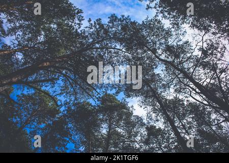 Immagine sommbria di pini in giovane foresta Foto Stock