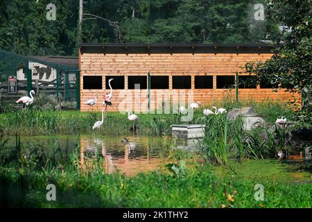 Pilsen, Repubblica Ceca. 20th Set, 2022. Un fenicottero maggiore (Phoenicopterus roseus) allo Zoo Pilsen, Repubblica Ceca, 20 settembre 2022. Credit: Miroslav Chaloupka/CTK Photo/Alamy Live News Foto Stock