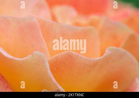 Frammento di fiore di rosa, macro shot, focus locale Foto Stock