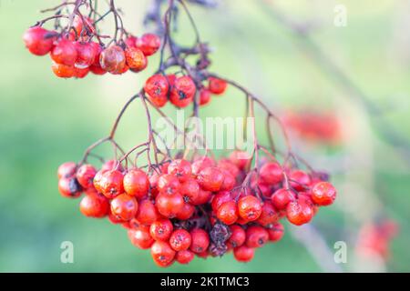 Un mazzo di bacche rosso brillante appeso ad un albero Foto Stock